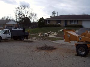 Tree Removal - Maple2 - 4