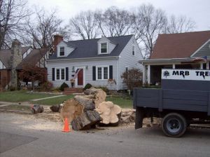 Tree Removal - Maple3 - 4