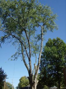 Tree Removal - Maple4 - 6
