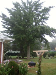 Health Restoration - Ancient Gingko - First