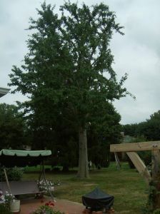 Health Restoration - Ancient Gingko - Last