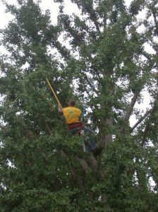 Health Restoration - Ancient Gingko 2