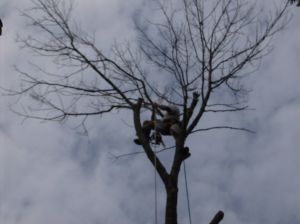 Tree Removal - Ash3 - 2