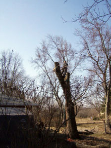 Tree Removal - Elm - 2