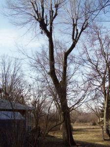 Tree Removal - Elm - First