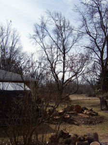 Tree Removal - Elm - Last