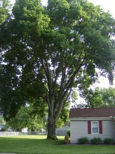 Tree Removal - Hackberry - First
