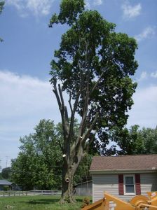 Tree Removal - Hackberry 4