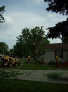 Tree Removal - Hackberry 6