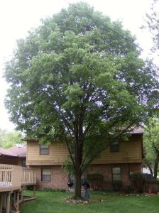Tree Trimming - Linden - First