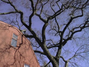Preventive Tree Removal Services in Dayton Ohio by MRB Tree Service