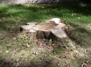 Tree Stump Removal Service in Dayton Ohio by MRB Tree Service
