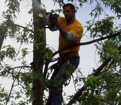 Tree Trimming and Tree Pruning Services in Dayton Ohio by MRB Tree Service